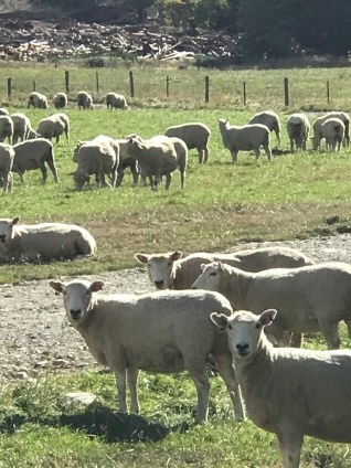 Sheep near Queenstown